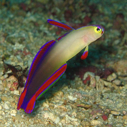 Elegant firefish